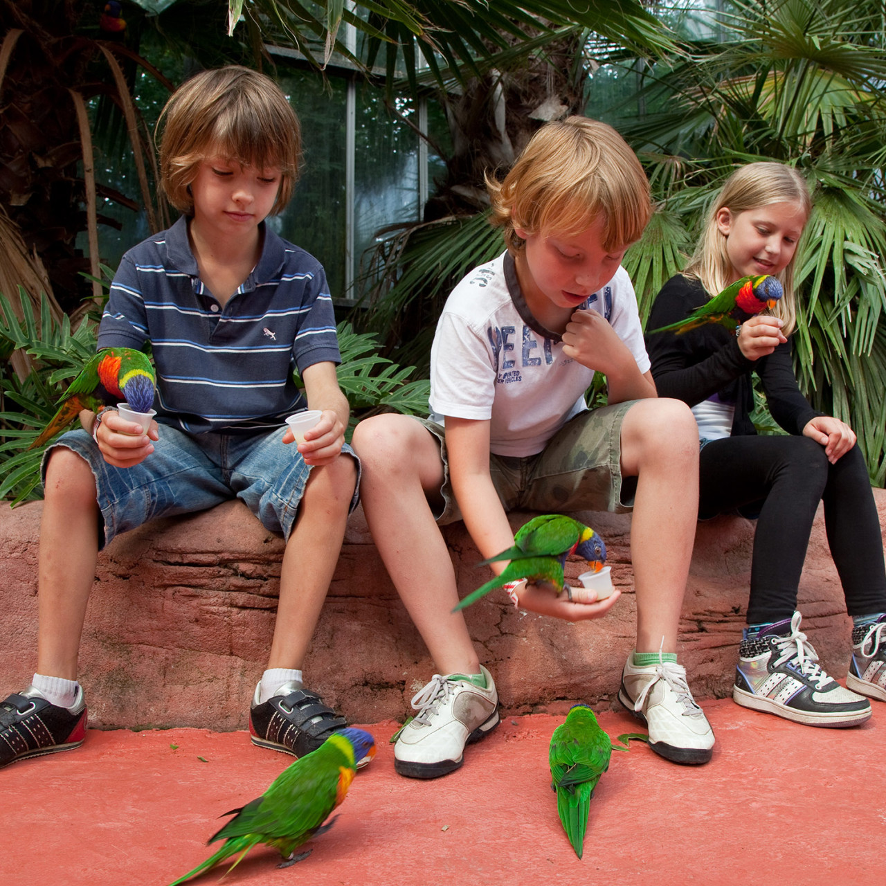 Avifauna groot